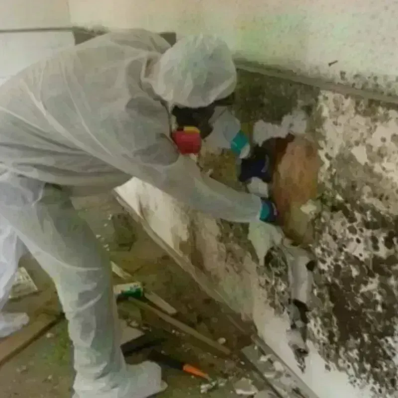 Mold Remediation and Removal in Jasper County, GA